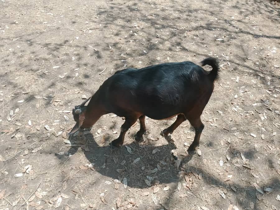 Goat Support Project